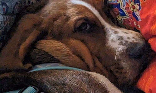 Dog